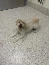 Shelter Stray Male Dog last seen 74TH AVE / ONEIDA ST, 12155 Park Blvd, Brighton, CO 80601, USA