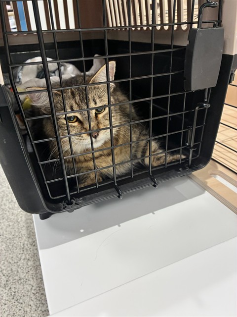 Shelter Stray Female Cat last seen Near BLOCK MOUNT EOLUS ST, 12155 Park Blvd, Brighton, CO 80601, USA