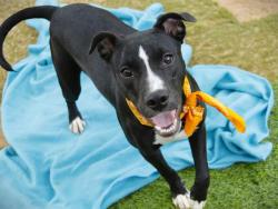 Shelter Stray Female Dog last seen Near BLOCK DEFOORES ST, TALLAHASSEE FL 32305, 1125 Easterwood Dr, Tallahassee, FL 32311, USA