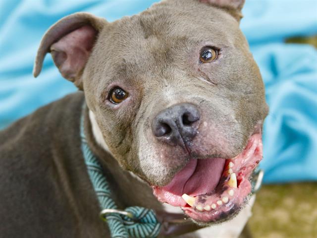 Shelter Stray Female Dog last seen Near BLOCK CALDWELL DR, TALLAHASSEE FL 32310, 1125 Easterwood Dr, Tallahassee, FL 32311, USA