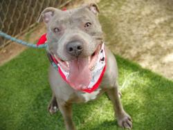 Shelter Stray Male Dog last seen Near BLOCK FRED GEORGE RD, TALLAHASSEE FL 32303, 1125 Easterwood Dr, Tallahassee, FL 32311, USA