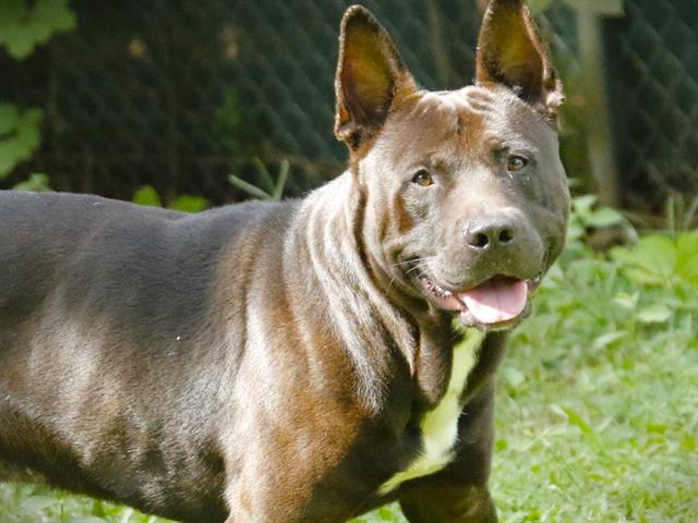 Shelter Stray Male Dog last seen Near BLOCK OLD BAINBRIDGE RD, TALLAHASSEE FL 32303, 1125 Easterwood Dr, Tallahassee, FL 32311, USA