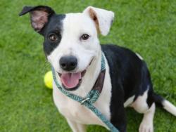 Shelter Stray Female Dog last seen Near BLOCK BROOKHAVEN CT, TALLAHASSEE FL 32311, 1125 Easterwood Dr, Tallahassee, FL 32311, USA