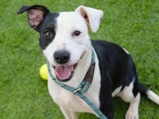 Shelter Stray Female Dog last seen Near BLOCK BROOKHAVEN CT, TALLAHASSEE FL 32311, 1125 Easterwood Dr, Tallahassee, FL 32311, USA