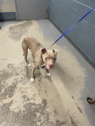 Shelter Stray Male Dog last seen Near BLOCK CORBY CT, TALLAHASSEE FL 32317, 1125 Easterwood Dr, Tallahassee, FL 32311, USA