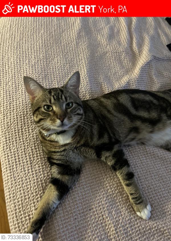 Lost Male Cat last seen Near N Hills Rd, York, PA 17406