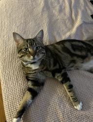 Lost Male Cat last seen Near N Hills Rd, York, PA 17406
