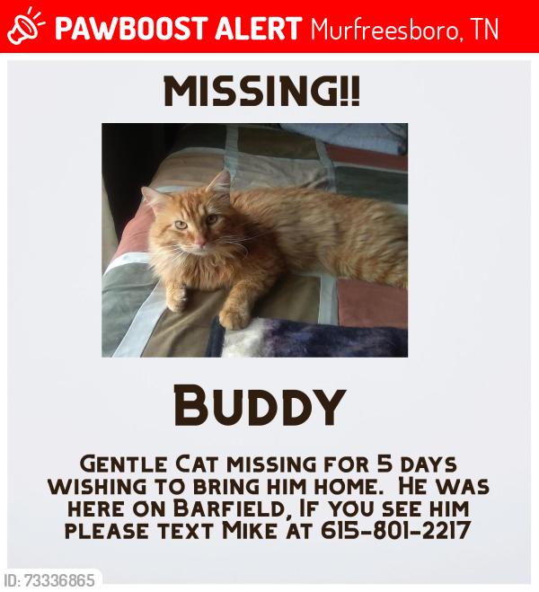 Lost Male Cat last seen Barfield 2917, Murfreesboro, TN 37128