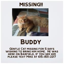 Lost Male Cat last seen Barfield 2917, Murfreesboro, TN 37128