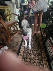 Found/Stray Male Dog last seen Old fort sugar hill, Old Fort, NC 28762