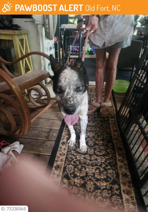 Found/Stray Male Dog last seen Old fort sugar hill, Old Fort, NC 28762