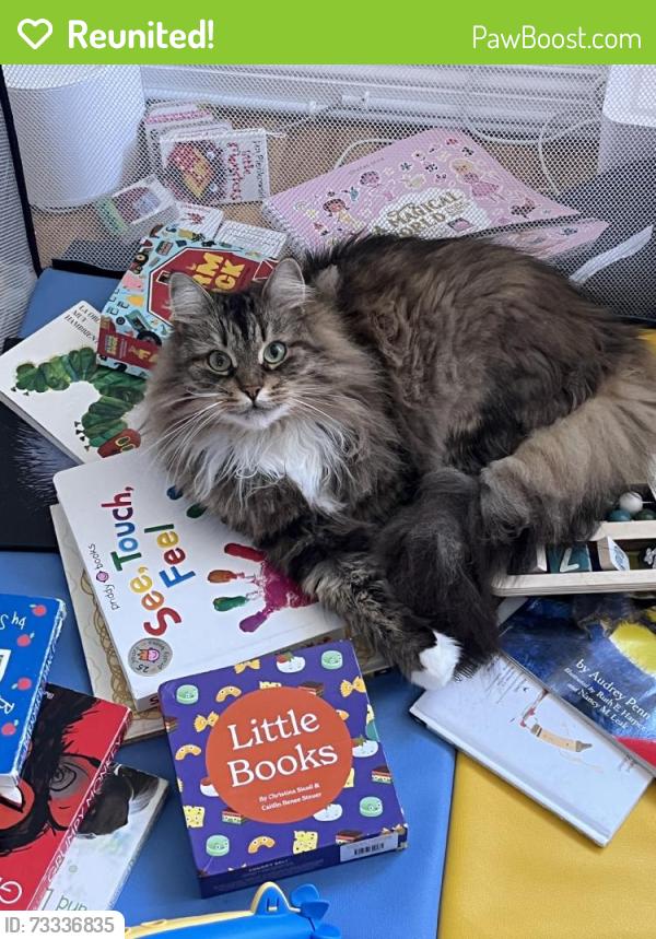 Reunited Female Cat last seen Near Anderson St, San Francisco, CA 94110, USA, San Francisco, CA 94110
