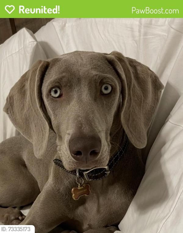 Reunited Female Dog last seen Se 52nd act, Ocala, FL 34471