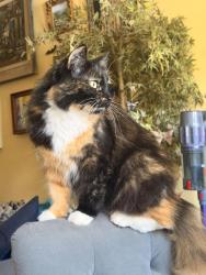 Lost Female Cat last seen Armacost and Clarkson 90064 - near Santa Monica Airport, Los Angeles, CA 90064