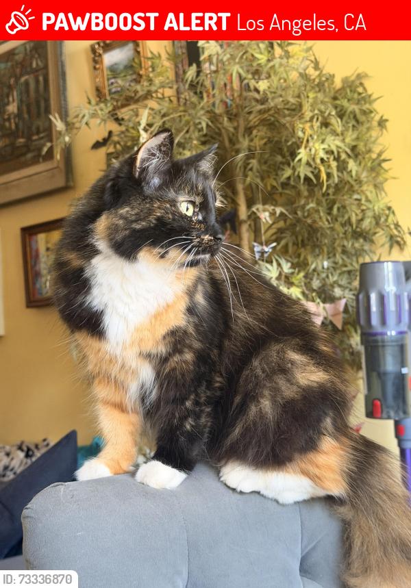 Lost Female Cat last seen Armacost and Clarkson 90064 - near Santa Monica Airport, Los Angeles, CA 90064