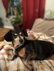 Reunited Female Dog last seen Amerine, Maryville, TN 37804