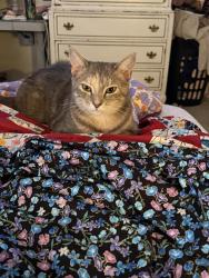 Reunited Female Cat last seen Forest ridge and forest creek, Round Rock, TX 78665