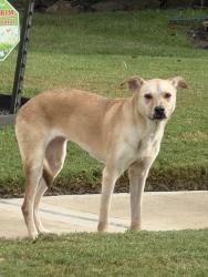 Found/Stray Unknown Dog last seen Juniper Bend, Fulshear, TX, Fort Bend County, TX 77423