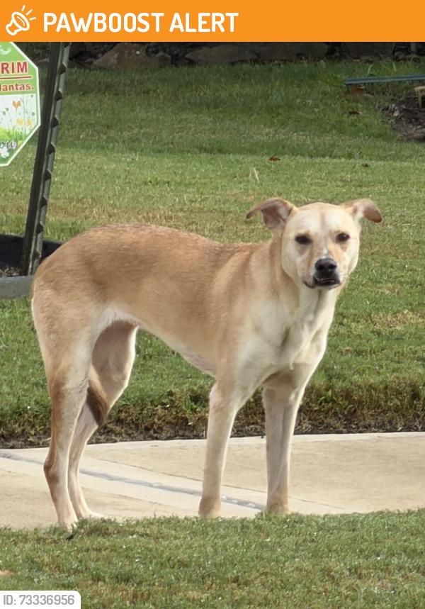 Found/Stray Unknown Dog last seen Juniper Bend, Fulshear, TX, Fort Bend County, TX 77423