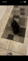 Lost Male Dog last seen Howland St. at Alden St., Concord Colony, TX 77084