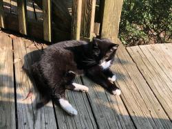 Lost Female Cat last seen Near Elm Street Millburn, Millburn, NJ 07041