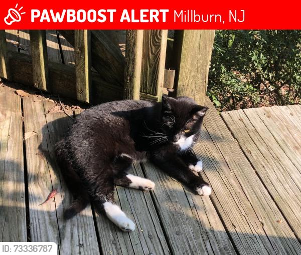 Lost Female Cat last seen Near Elm Street Millburn, Millburn, NJ 07041