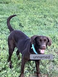 Lost Female Dog last seen Westhill and Nolan river, Cleburne, TX 76033