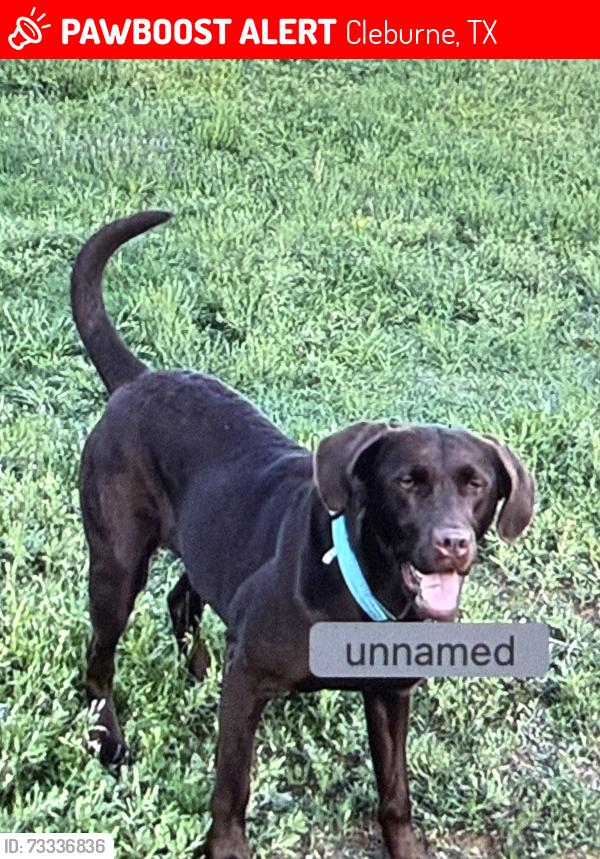 Lost Female Dog last seen Westhill and Nolan river, Cleburne, TX 76033