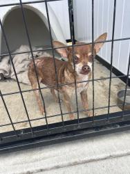 Reunited Male Dog last seen Hilby, Seaside, CA 93955