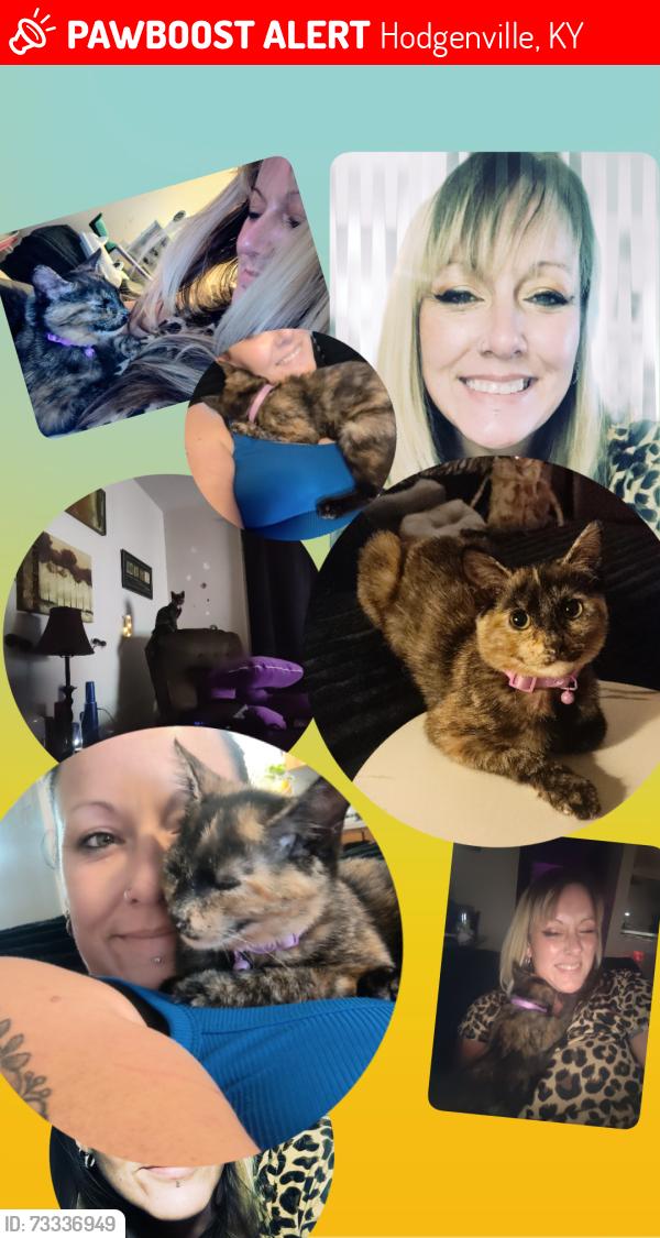 Lost Female Cat last seen Papa John's hodgenville ky, Hodgenville, KY 42748