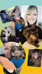 Lost Female Cat last seen Papa John's hodgenville ky, Hodgenville, KY 42748