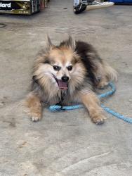 Reunited Male Dog last seen Rockport dr and darr hill rd, Jonesboro, AR 72404