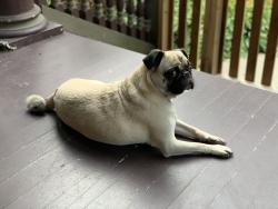 Reunited Female Dog last seen Bellows, Saint Paul, MN 55107