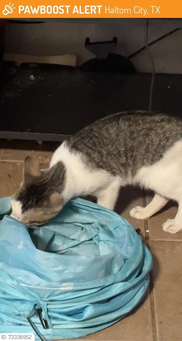 Found/Stray Unknown Cat last seen Haltom rd and lower birdville, Haltom City, TX 76117