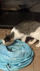 Found/Stray Unknown Cat last seen Haltom rd and lower birdville, Haltom City, TX 76117