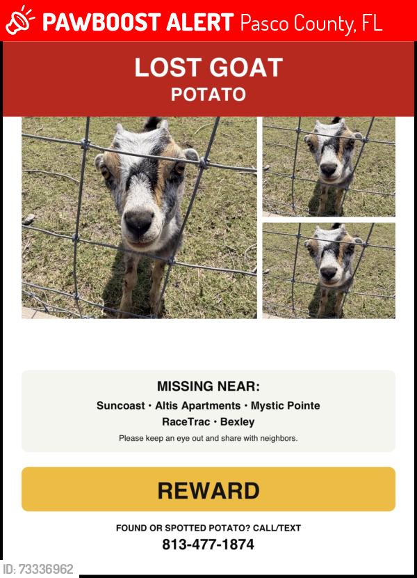 Lost Female Other last seen Altis Grand Suncoast apmts, Pasco County, FL 34638