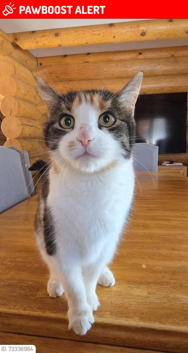 Lost Female Cat last seen Forest park, Casselman, ON K0A 1M0