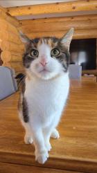 Lost Female Cat last seen Forest park, Casselman, ON K0A 1M0