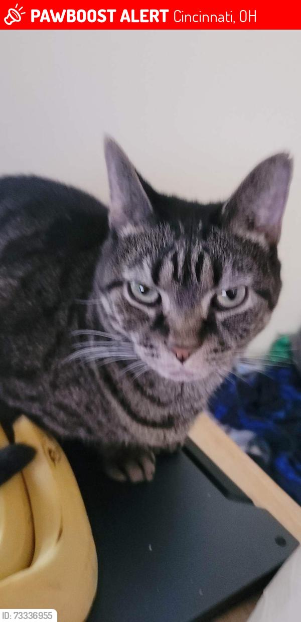 Lost Male Cat last seen Onyx Ct and Ottercreek Dr, Cincinnati, OH 45240