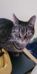 Lost Male Cat last seen Onyx Ct and Ottercreek Dr, Cincinnati, OH 45240