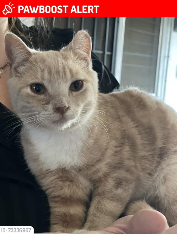 Lost Male Cat last seen Beach and Indianapolis at McDonalds, Huntington Beach, CA 92648