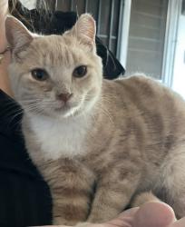 Lost Male Cat last seen Beach and Indianapolis at McDonalds, Huntington Beach, CA 92648