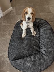 Reunited Male Dog last seen Fern Road, East Brunswick, NJ 08816