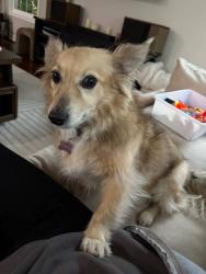 Reunited Female Dog last seen Yalesville Elementary, Wallingford, CT 06492
