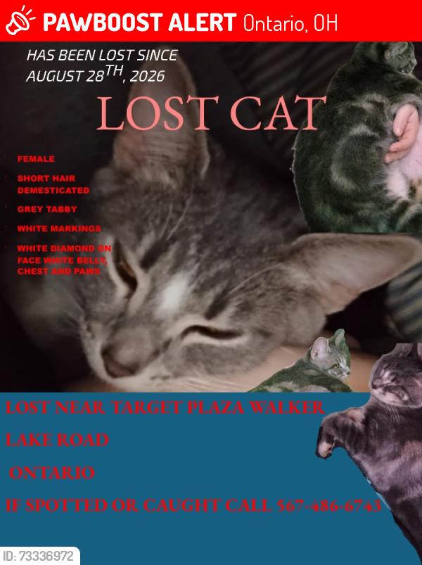 Lost Female Cat last seen Walkerlake rd Ontario Ohio target plaza, Ontario, OH 44906