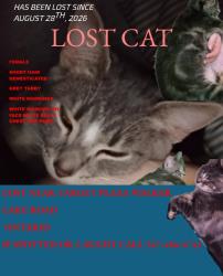Lost Female Cat last seen Walkerlake rd Ontario Ohio target plaza, Ontario, OH 44906