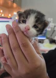 Shelter Stray Female Cat last seen Near Avenue A, Zone 3, TX, 8755 Farm to Market 1516, Converse, TX 78109, USA