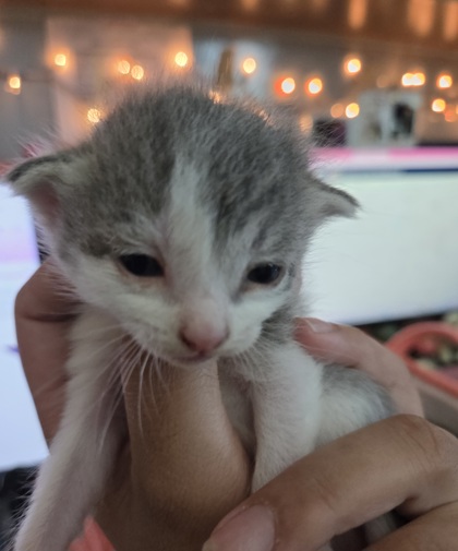 Shelter Stray Female Cat last seen Near Avenue A, Zone 3, TX, 8755 Farm to Market 1516, Converse, TX 78109, USA