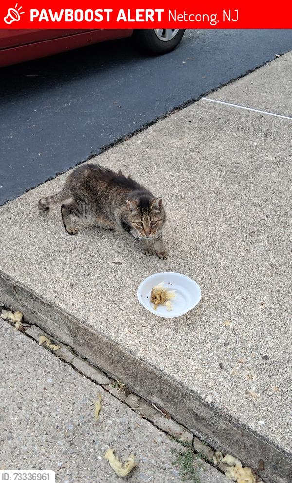 Lost Female Cat last seen Railroad Ave, Netcong, NJ 07857