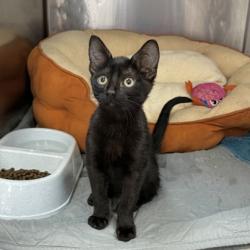 Shelter Stray Male Cat last seen Near North Lamar, City of Austin, TX, 124 W Anderson Ln., Austin, TX 78752, USA